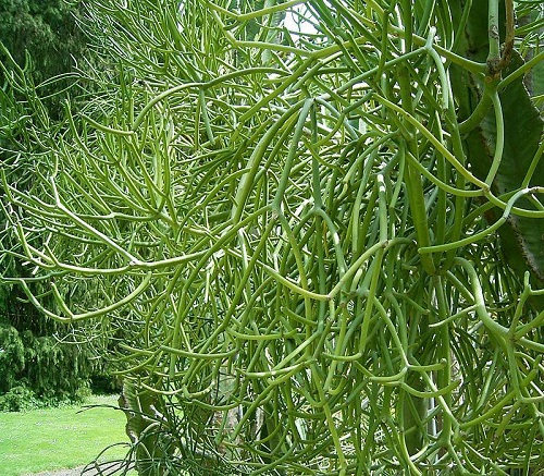 Cây Quỳnh Cành Giao: Đặc Điểm, Ý Nghĩa Và Cách Trồng Gallery 1