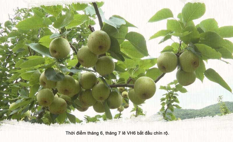 Rẻo Cao Là Gì? Tìm Hiểu Chi Tiết Về Loại Cây Này Gallery 1