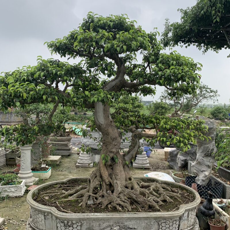 Cây Sanh Dáng Trực: Vẻ Đẹp Kiên Cường Và Mạnh Mẽ Gallery 1