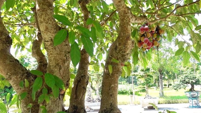 Cây Sung Lá To: Đặc Điểm, Công Dụng Và Cách Trồng Gallery 1