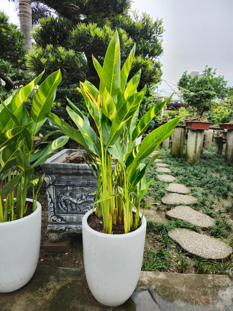 Cây Thiên Điểu Cẩm Thạch: Hướng Dẫn Trồng Và Chăm Sóc Gallery 1