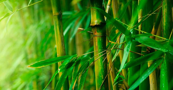 Bài Văn Cây Tre Lớp 4 Gallery 2