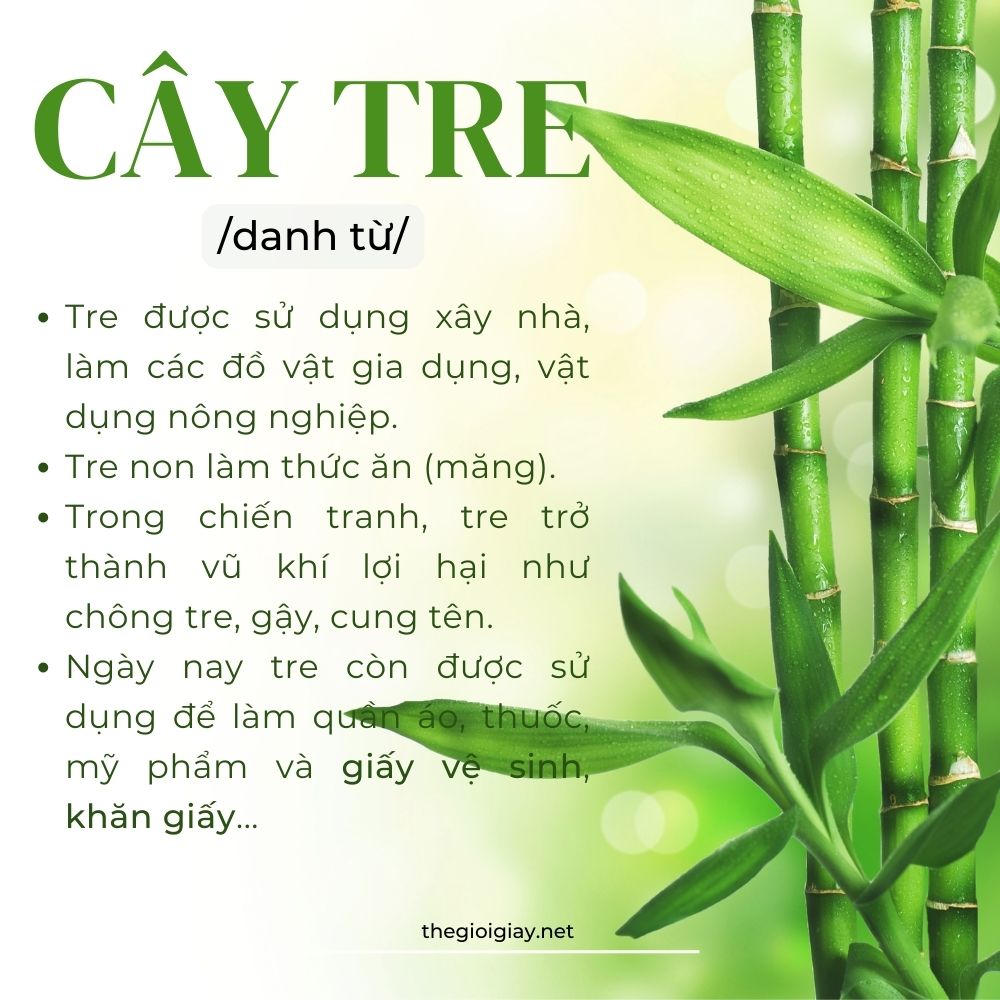 Cây Tre Việt Nam Thuộc Thể Loại Gì? Gallery 1