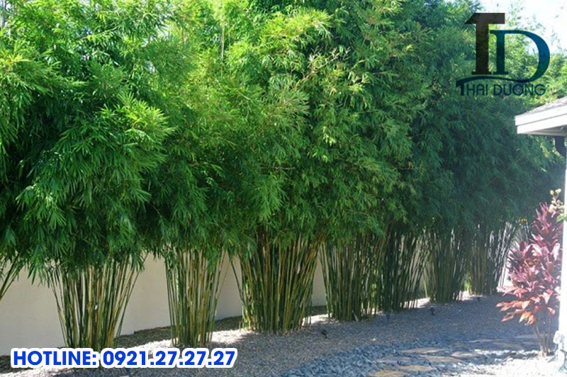 Trúc Trắc là gì? Giải đáp chi tiết về loại cây này Gallery 1