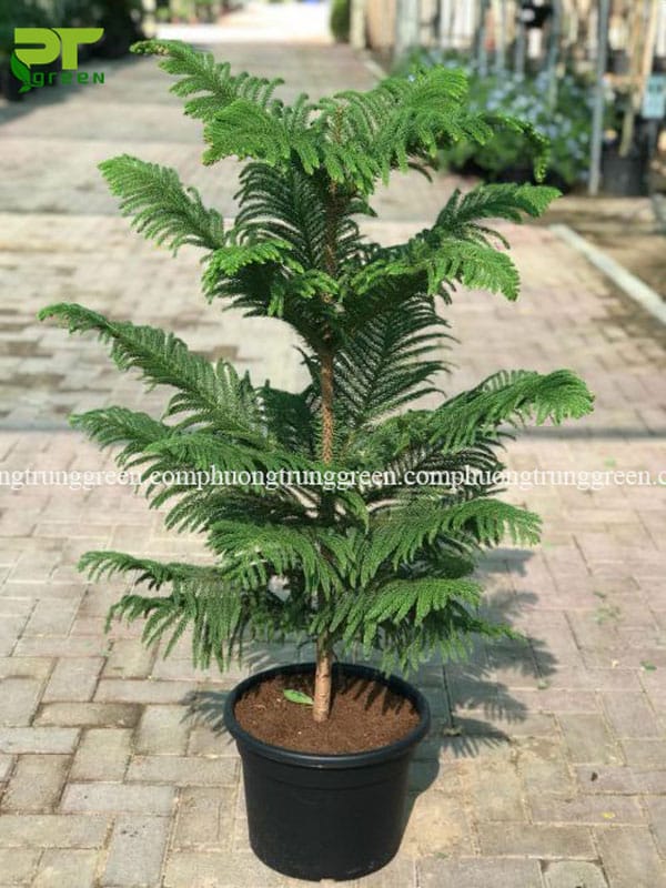 Cây Tùng Bách Tán Nhỏ Gallery 1