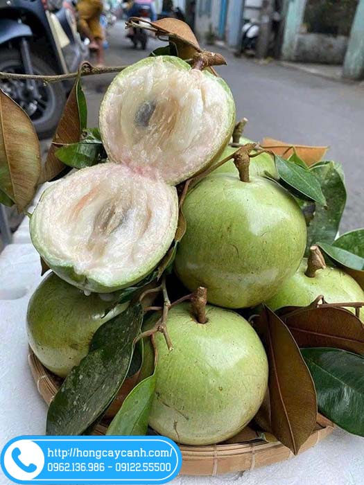 Cây Vú Sữa Lò Rèn: Đặc Điểm, Chăm Sóc Và Giá Trị Kinh Tế Gallery 1