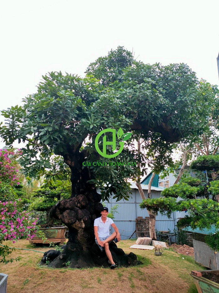 Cây Xoài Cổ Thụ Gallery 1