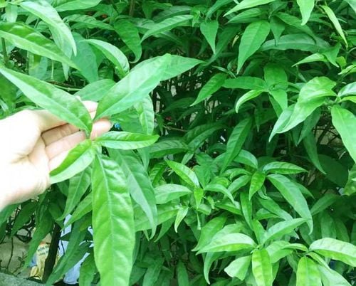 Cây Xương Khỉ Là Cây Gì? Gallery 1