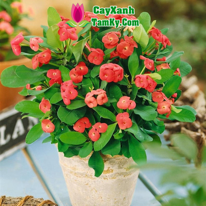 Cây Xương Rồng Bát Tiên Gallery 1