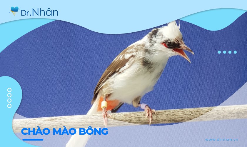 Chào Mào Bông Non Gallery 1
