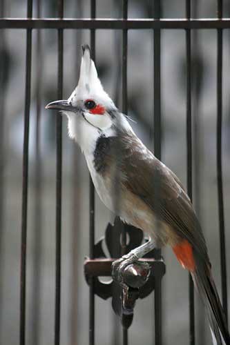 Chào Mào Thái Lan Gallery 1