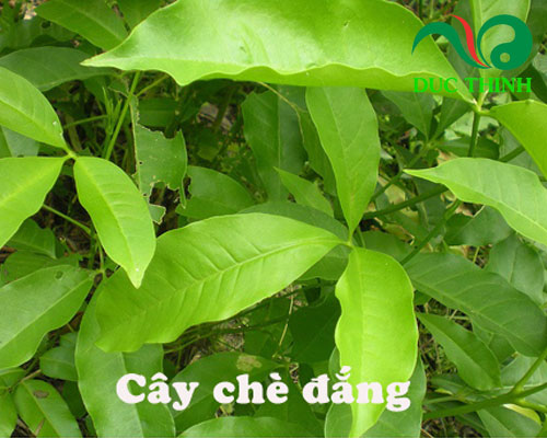 Chè Đắng Cao Bằng Gallery 1