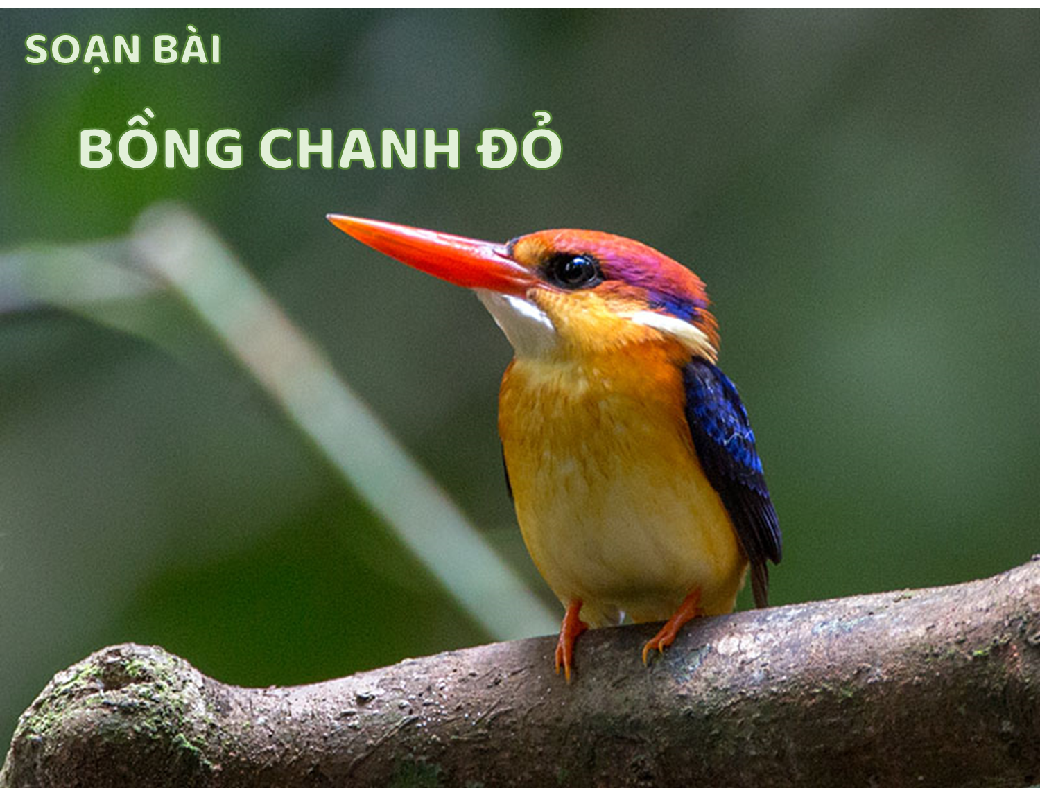 Chim Bồng Chanh Đỏ Gallery 1