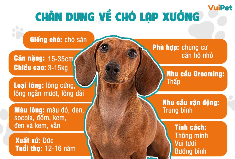 Chó Lạp Xưởng Con: Thông Tin, Chăm Sóc Và Mọi Thứ Bạn Cần Biết Gallery 1