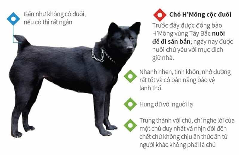 Giống Chó Mông Cộc: Đặc Điểm, Nguồn Gốc và Cách Chăm Sóc Gallery 1