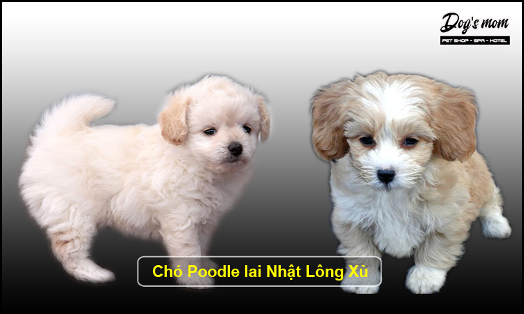 Chó Nhật Lai Lông Ngắn Gallery 1