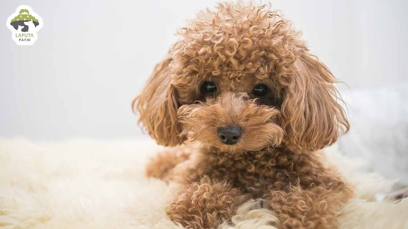 Chó Poodle Chân Ngắn Gallery 1