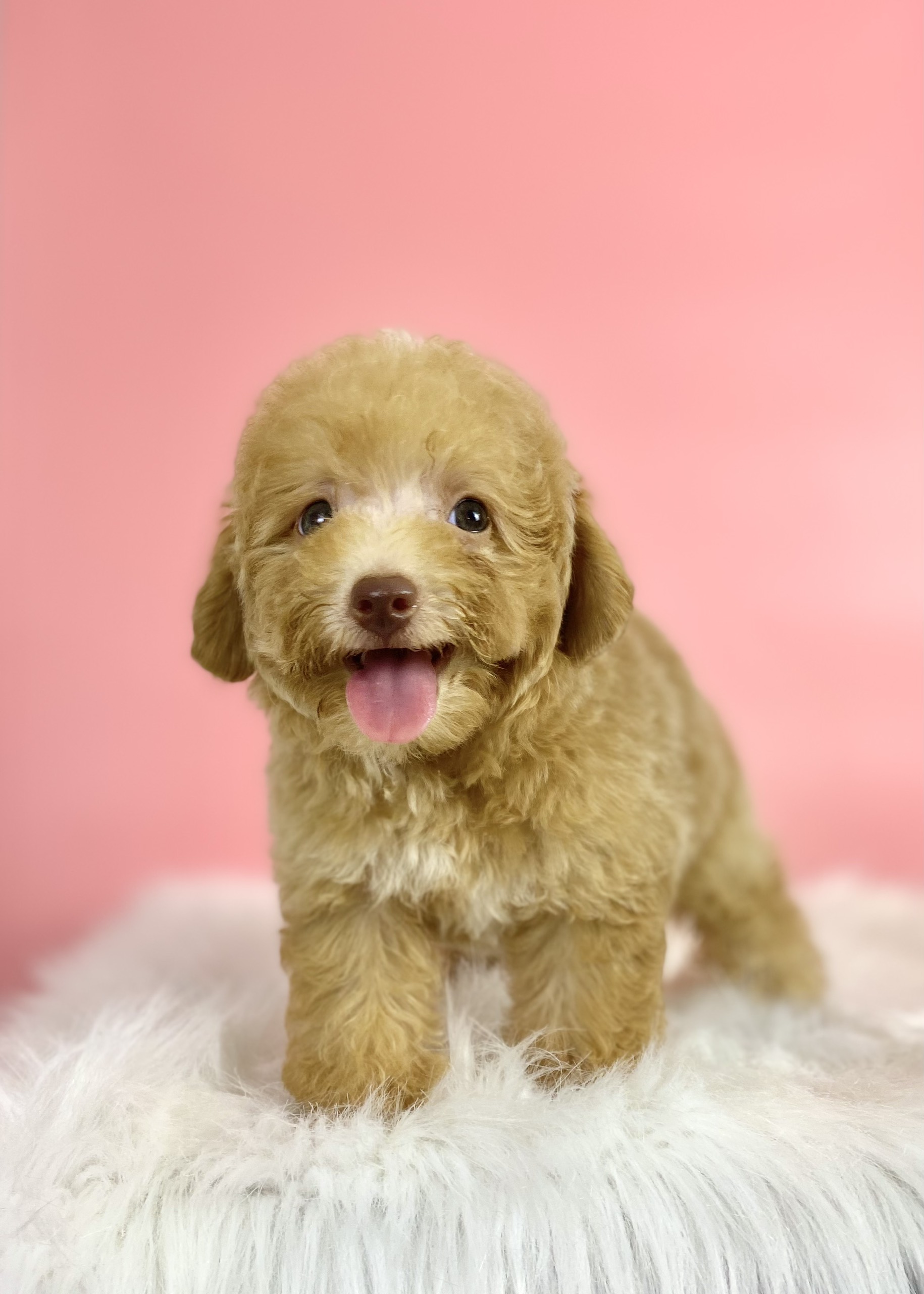 Chó Poodle Mũi Hồng: Đặc Điểm, Nguồn Gốc và Cách Chăm Sóc Gallery 1