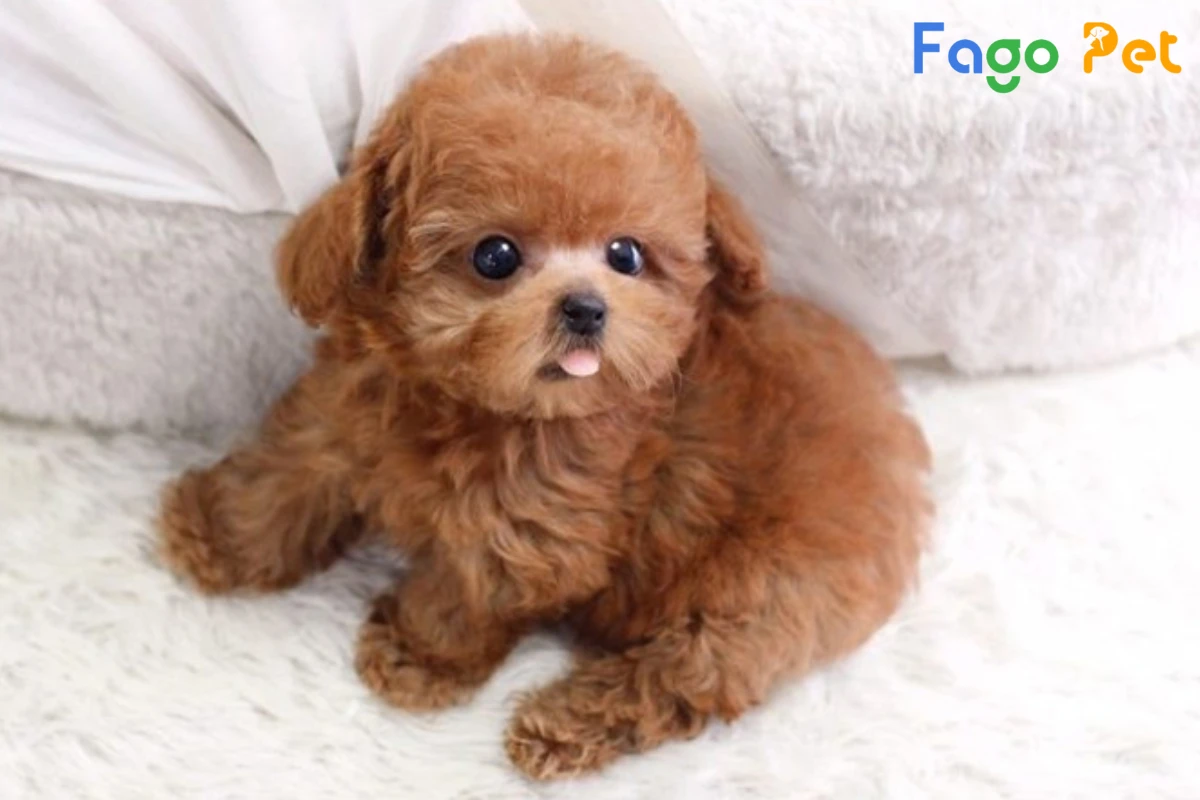 Chó Poodle Nâu Đỏ: Thông tin chi tiết về giống chó xinh đẹp này Gallery 1