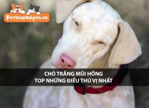 Chó Trắng Mũi Hồng: Nguồn Gốc, Đặc Điểm và Cách Chăm Sóc Gallery 2