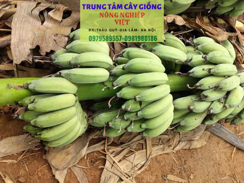 Chuối Tây Là Chuối Gì? Gallery 1