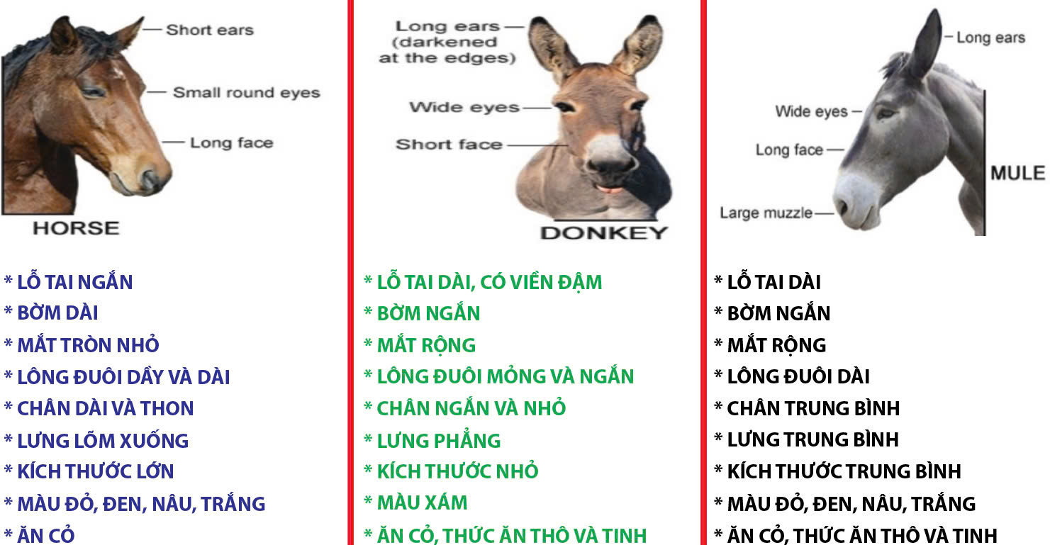 Côn Thịt Lưng Ngựa Gallery 1
