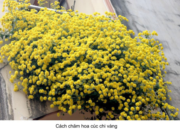 Cúc Chi Rủ Vàng Gallery 1