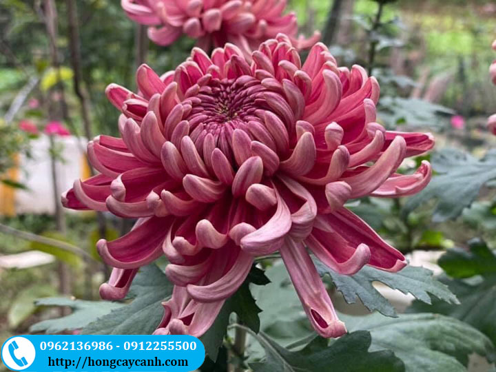 Cúc Đại Đóa Đỏ Gallery 1