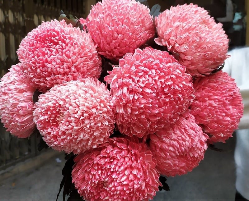 Cúc Mẫu Đơn Đỏ Gallery 1