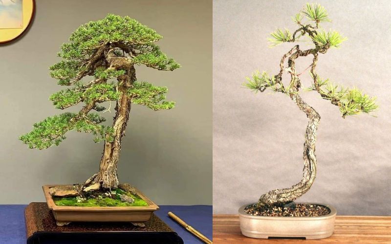 Dáng Cây Văn Nhân: Cây Cảnh Đẹp, Ý Nghĩa Và Cách Chăm Sóc Gallery 1