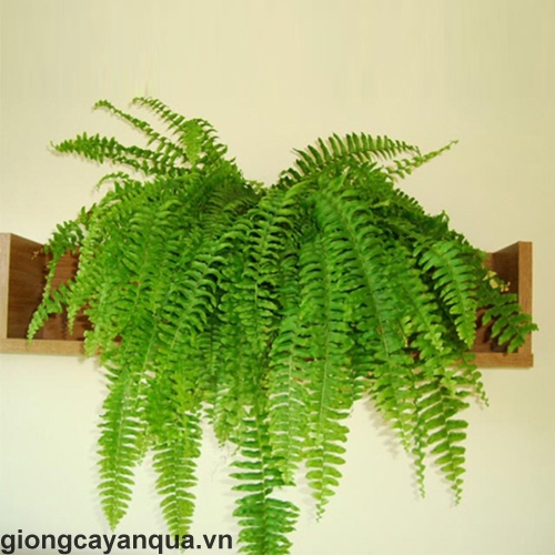 Dương Xỉ Lá Nhuyễn Gallery 1