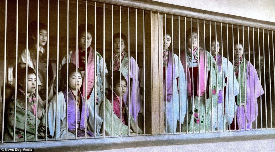 Gai Lau Xanh Nhật Bản Gallery 1