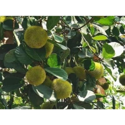 Giống Mít Ấn Độ: Đặc điểm, năng suất và cách trồng hiệu quả Gallery 1