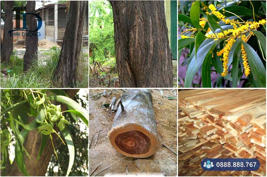 Cừ Tràm Là Gì? Gallery 1
