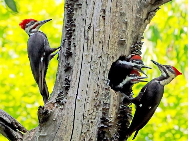 Gõ kiến đầu rìu: Đặc điểm, môi trường sống và vai trò sinh thái Gallery 1