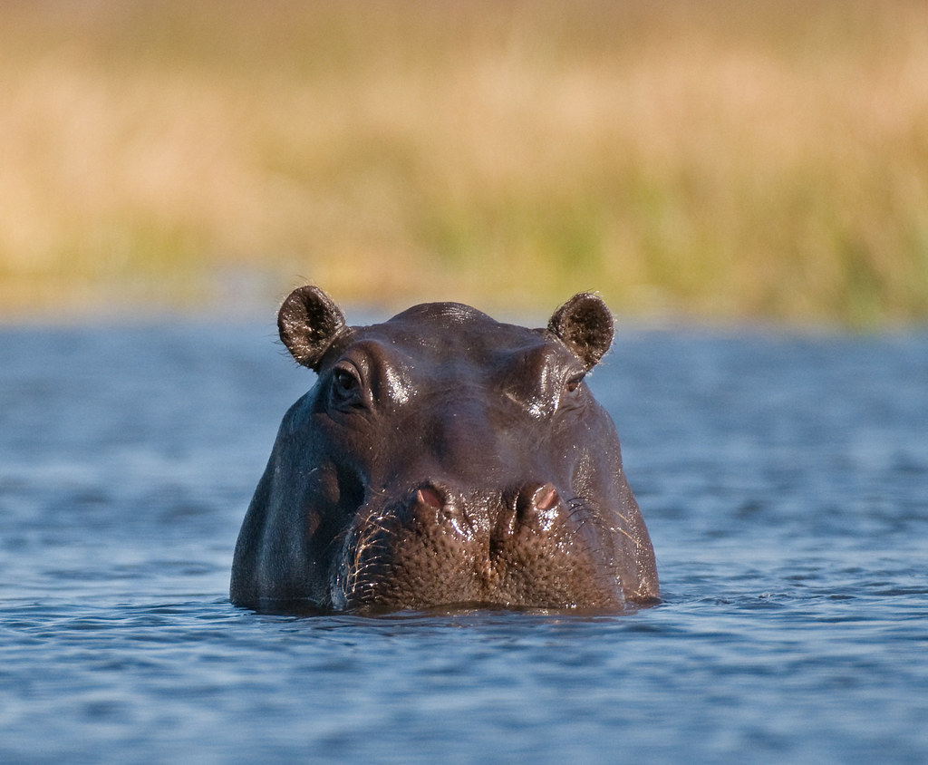 Hippo là con gì? Gallery 1