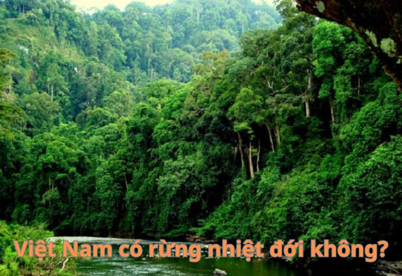 Hệ sinh thái rừng nguyên sinh đặc trưng cho khí hậu nóng ẩm nước ta Gallery 1