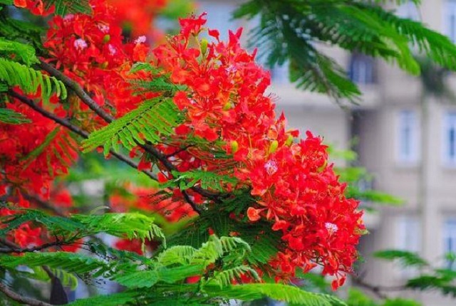 Cây Phượng Nở Vào Mùa Nào? Gallery 2