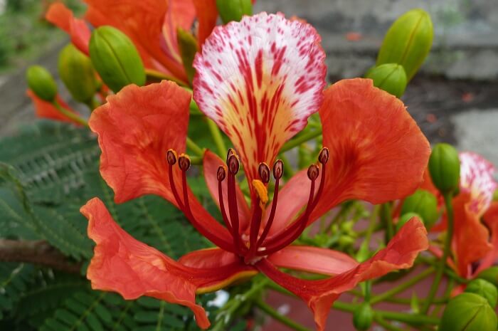 Hoa Phượng Lớp 1 Gallery 1