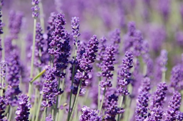 Hoa Violet Là Hoa Gì? Gallery 1