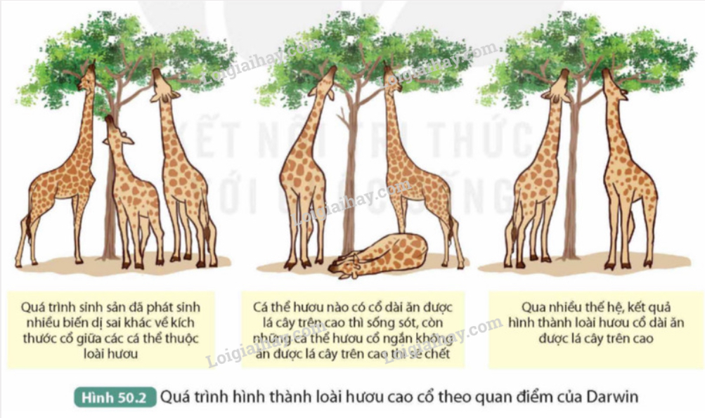 Hươu Cao Cổ - Những điều thú vị dành cho các bạn lớp 2 Gallery 1