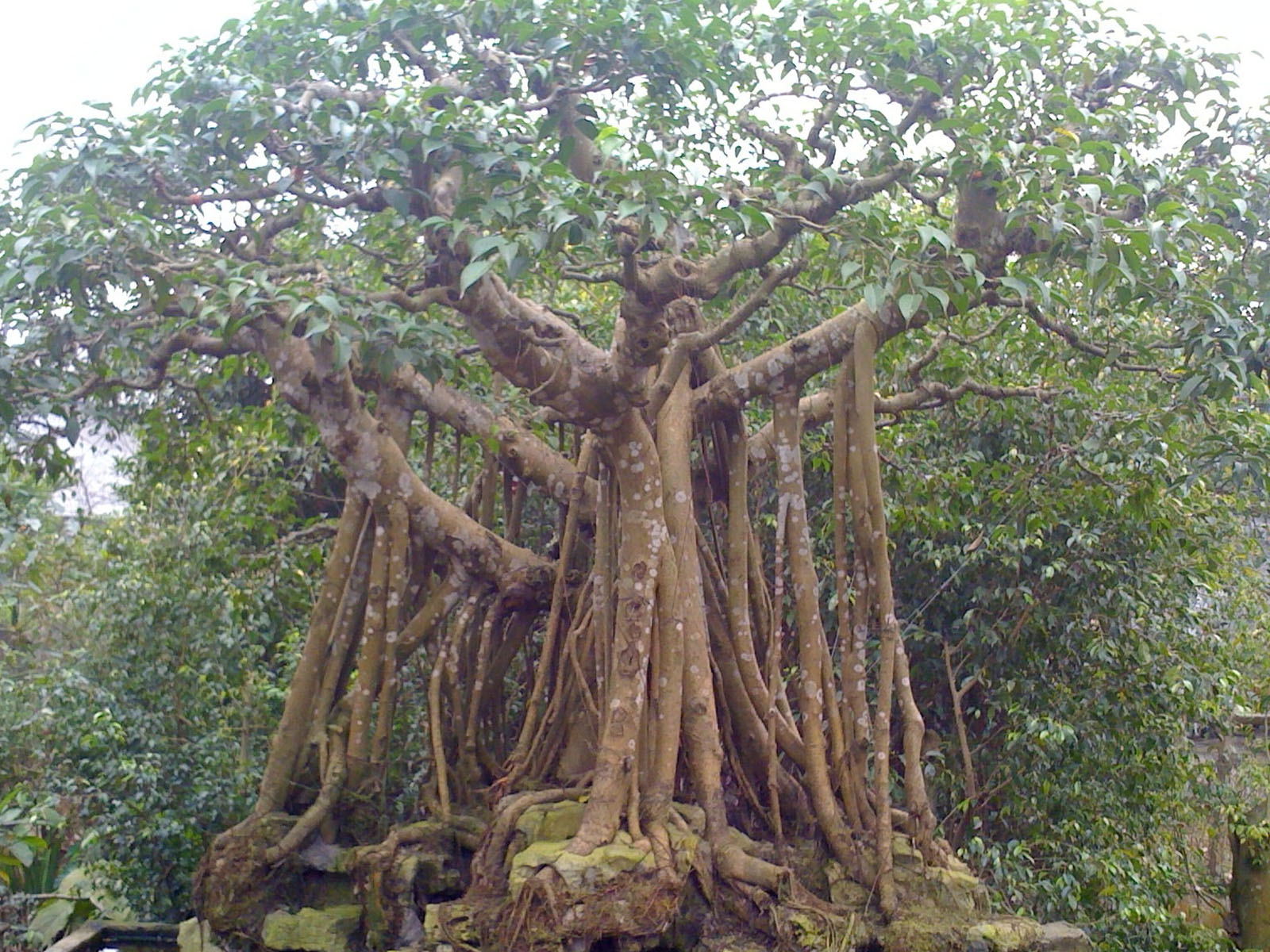 Lá Cây Đa Cổ Thụ Gallery 1