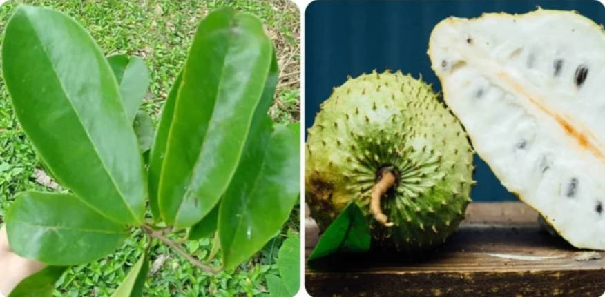 La Mãng là gì? Đặc điểm, môi trường sống và những điều thú vị Gallery 1