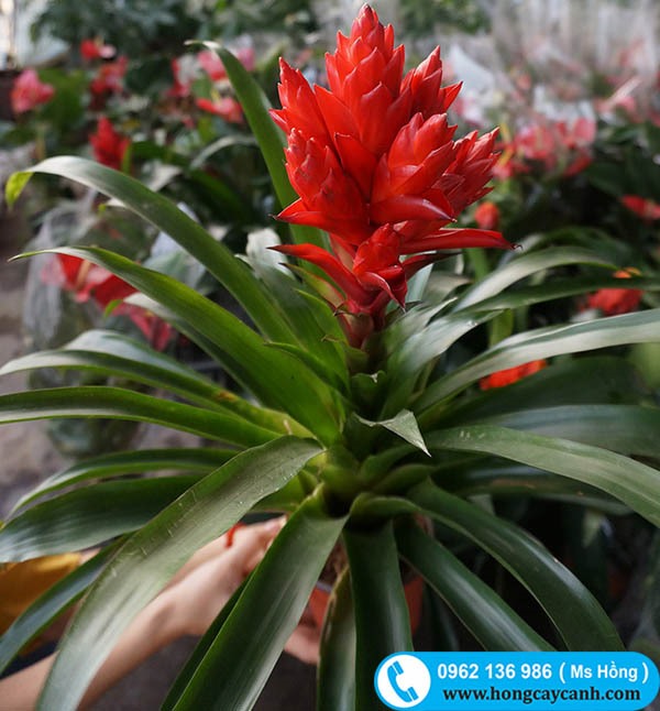 Lan Đuốc Đỏ: Hướng Dẫn Trồng Và Chăm Sóc Chi Tiết Gallery 1