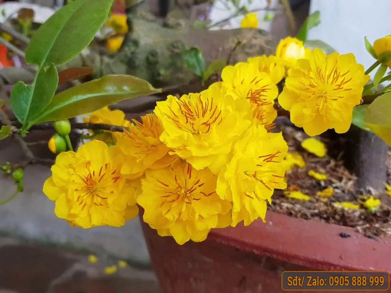 Mai Cúc Vạn Thọ: Đặc Điểm, Cách Trồng Và Chăm Sóc Gallery 1