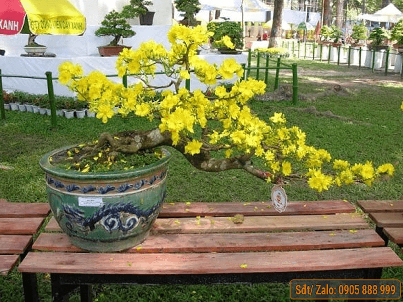 Mai Dáng Thác Đổ Gallery 1