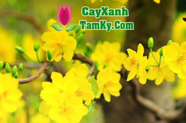 Mai Đọt Xanh Quảng Nam Gallery 1