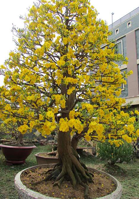 Mai Vàng 2 Thân: Đặc điểm, ý nghĩa và cách chăm sóc Gallery 1
