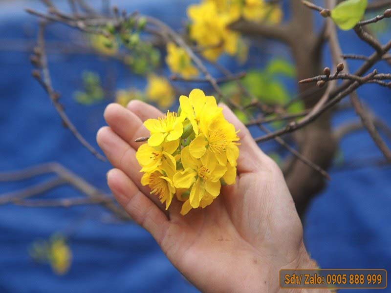 Mai Vàng 5 Cánh - Loài Hoa Quý Hiếm và Đầy Ý Nghĩa Gallery 1