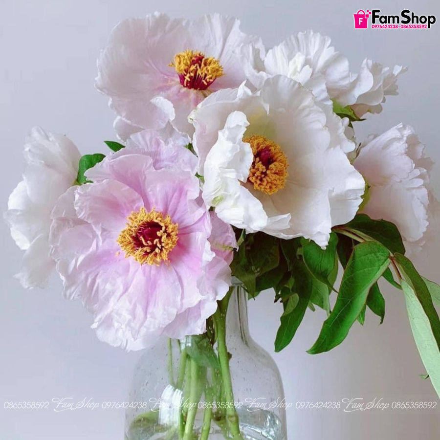 Mẫu đơn cánh bướm Gallery 1